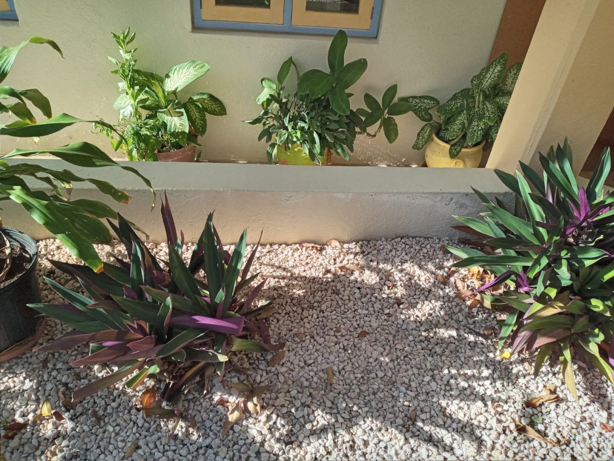 Apartment in Cas Grandi